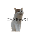 うちの猫でよろしければ2（個別スタンプ：1）