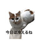 うちの猫でよろしければ2（個別スタンプ：2）