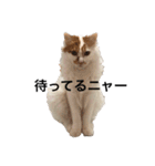 うちの猫でよろしければ2（個別スタンプ：3）