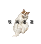 うちの猫でよろしければ2（個別スタンプ：4）