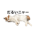 うちの猫でよろしければ2（個別スタンプ：5）
