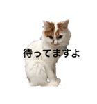 うちの猫でよろしければ2（個別スタンプ：6）