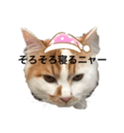 うちの猫でよろしければ2（個別スタンプ：7）