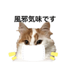 うちの猫でよろしければ2（個別スタンプ：8）