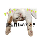 うちの猫でよろしければ2（個別スタンプ：10）