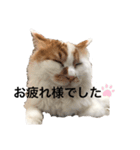 うちの猫でよろしければ2（個別スタンプ：11）