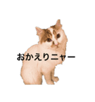 うちの猫でよろしければ2（個別スタンプ：13）