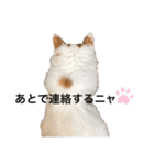 うちの猫でよろしければ2（個別スタンプ：14）