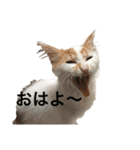 うちの猫でよろしければ2（個別スタンプ：15）