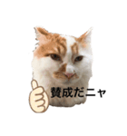 うちの猫でよろしければ2（個別スタンプ：16）