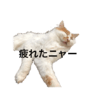 うちの猫でよろしければ2（個別スタンプ：17）
