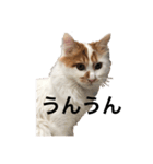 うちの猫でよろしければ2（個別スタンプ：18）
