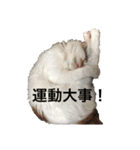 うちの猫でよろしければ2（個別スタンプ：19）