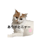 うちの猫でよろしければ2（個別スタンプ：20）