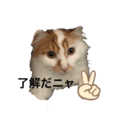 うちの猫でよろしければ2（個別スタンプ：21）