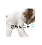 うちの猫でよろしければ2（個別スタンプ：22）