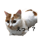 うちの猫でよろしければ2（個別スタンプ：23）