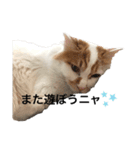 うちの猫でよろしければ2（個別スタンプ：24）