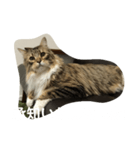 ぎんたかえいと（個別スタンプ：1）