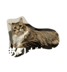 ぎんたかえいと（個別スタンプ：8）