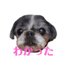 2人と9匹のちびーず（個別スタンプ：10）