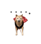 かわいい柴犬のスタンプです。（個別スタンプ：1）