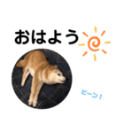 かわいい柴犬のスタンプです。（個別スタンプ：2）