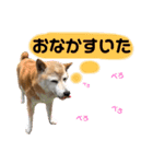 かわいい柴犬のスタンプです。（個別スタンプ：5）