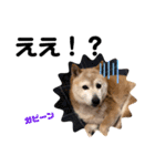 かわいい柴犬のスタンプです。（個別スタンプ：6）