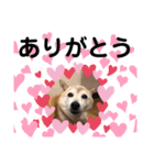 かわいい柴犬のスタンプです。（個別スタンプ：7）