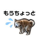 かわいい柴犬のスタンプです。（個別スタンプ：9）