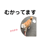 かわいい柴犬のスタンプです。（個別スタンプ：11）