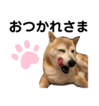 かわいい柴犬のスタンプです。（個別スタンプ：12）