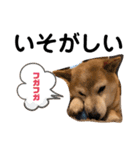 かわいい柴犬のスタンプです。（個別スタンプ：13）