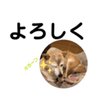 かわいい柴犬のスタンプです。（個別スタンプ：14）