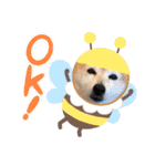 かわいい柴犬のスタンプです。（個別スタンプ：15）