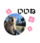 かわいい柴犬のスタンプです。（個別スタンプ：16）