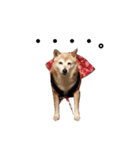 柴犬のスタンプです。（個別スタンプ：1）
