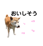 柴犬のスタンプです。（個別スタンプ：2）