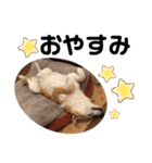 柴犬のスタンプです。（個別スタンプ：4）
