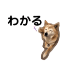 柴犬のスタンプです。（個別スタンプ：6）