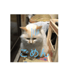 風景＋ネコ スタンプ（個別スタンプ：7）