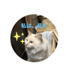 風景＋ネコ スタンプ（個別スタンプ：8）