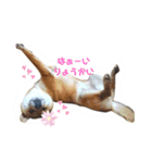 柴犬むぎちゃんの癒し2（個別スタンプ：1）