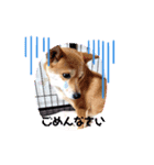 柴犬むぎちゃんの癒し2（個別スタンプ：2）