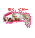柴犬むぎちゃんの癒し2（個別スタンプ：3）