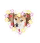 柴犬むぎちゃんの癒し2（個別スタンプ：4）