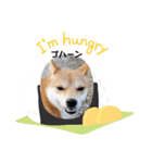 柴犬むぎちゃんの癒し2（個別スタンプ：5）