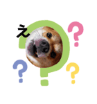 柴犬むぎちゃんの癒し2（個別スタンプ：6）