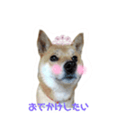 柴犬むぎちゃんの癒し2（個別スタンプ：7）
